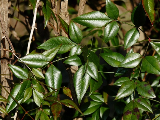 {Nandina domestica}
